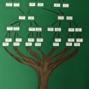 Drzewo genealogiczne